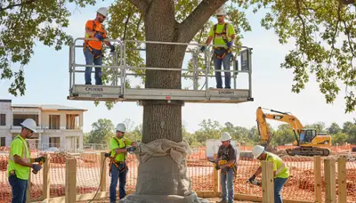 Root protection service for trees in Indianapolis, IN by Tree Trimming Indianapolis