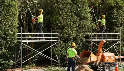 Indianapolis, IN tree service crew removing overgrown shrubs for safe, efficient yard cleanup