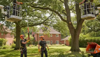 Professional tree pruning service in Indianapolis, IN for safer, healthier trees