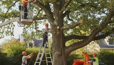 Indianapolis, IN arborist pruning tree branches for safer, healthier growth