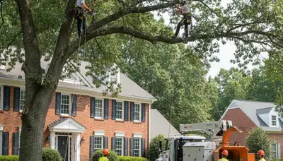 Tree service crew in Indianapolis, IN performing professional tree trimming on a residential property