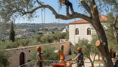 Tree service crew in Indianapolis, IN providing professional tree trimming and removal assistance