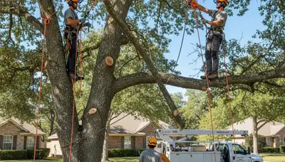 Tree trimming service in Indianapolis, IN for healthy trees and safer landscapes